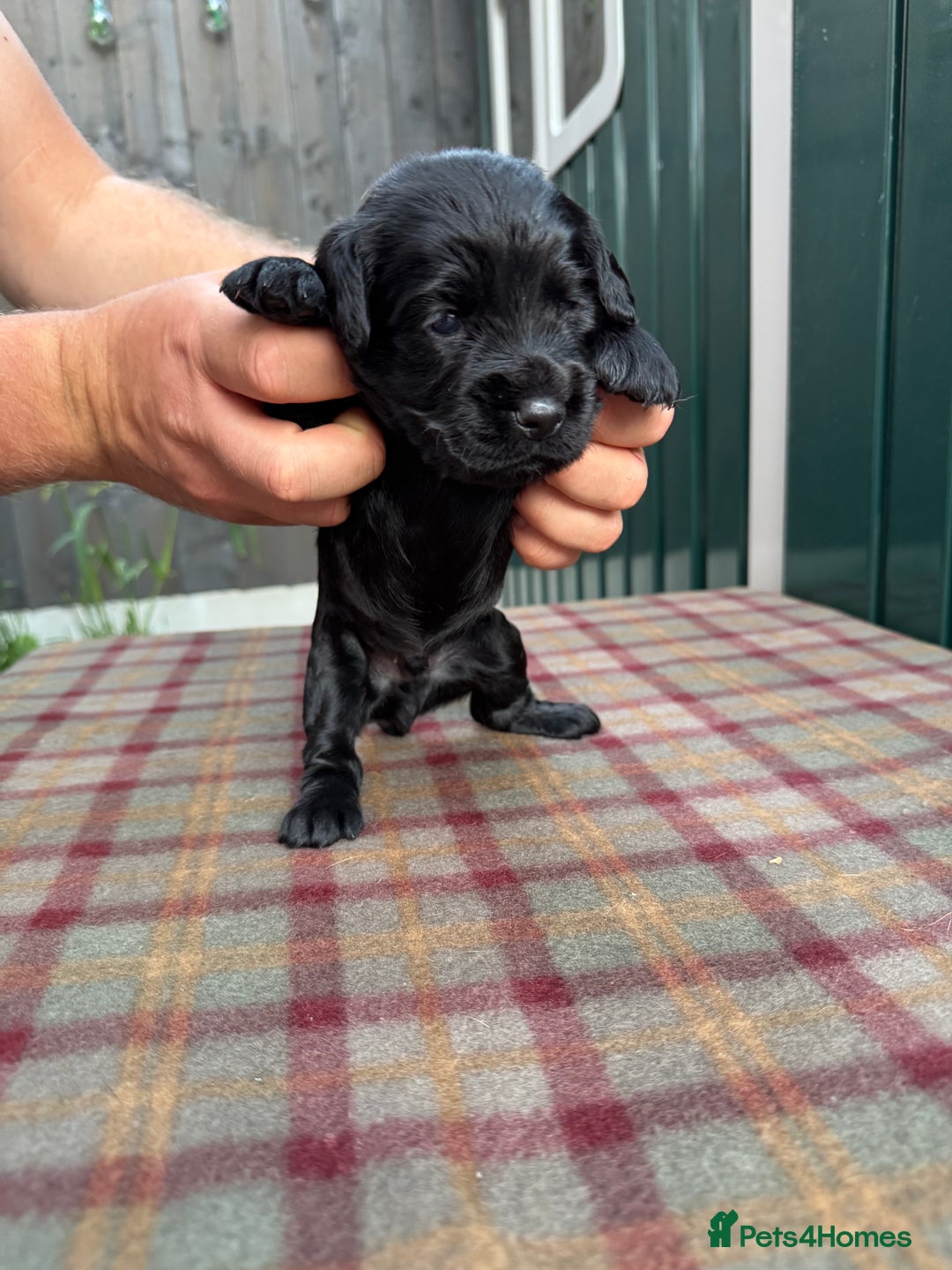 Cocker Spaniel dogs for sale: Working cocker spaniel puppies - Image 15