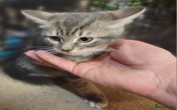 Mixed Breed cats for sale: 2 boys and 1 girl - Image 16