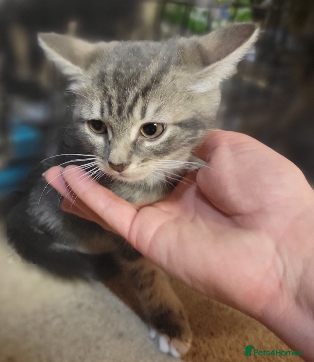 Mixed Breed cats for sale: 2 boys and 1 girl - Image 16
