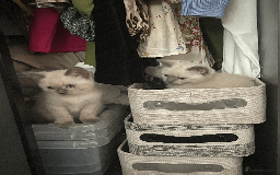 Ragdoll cats for sale: RAGDOLL x BSH KITTENS - Image 9