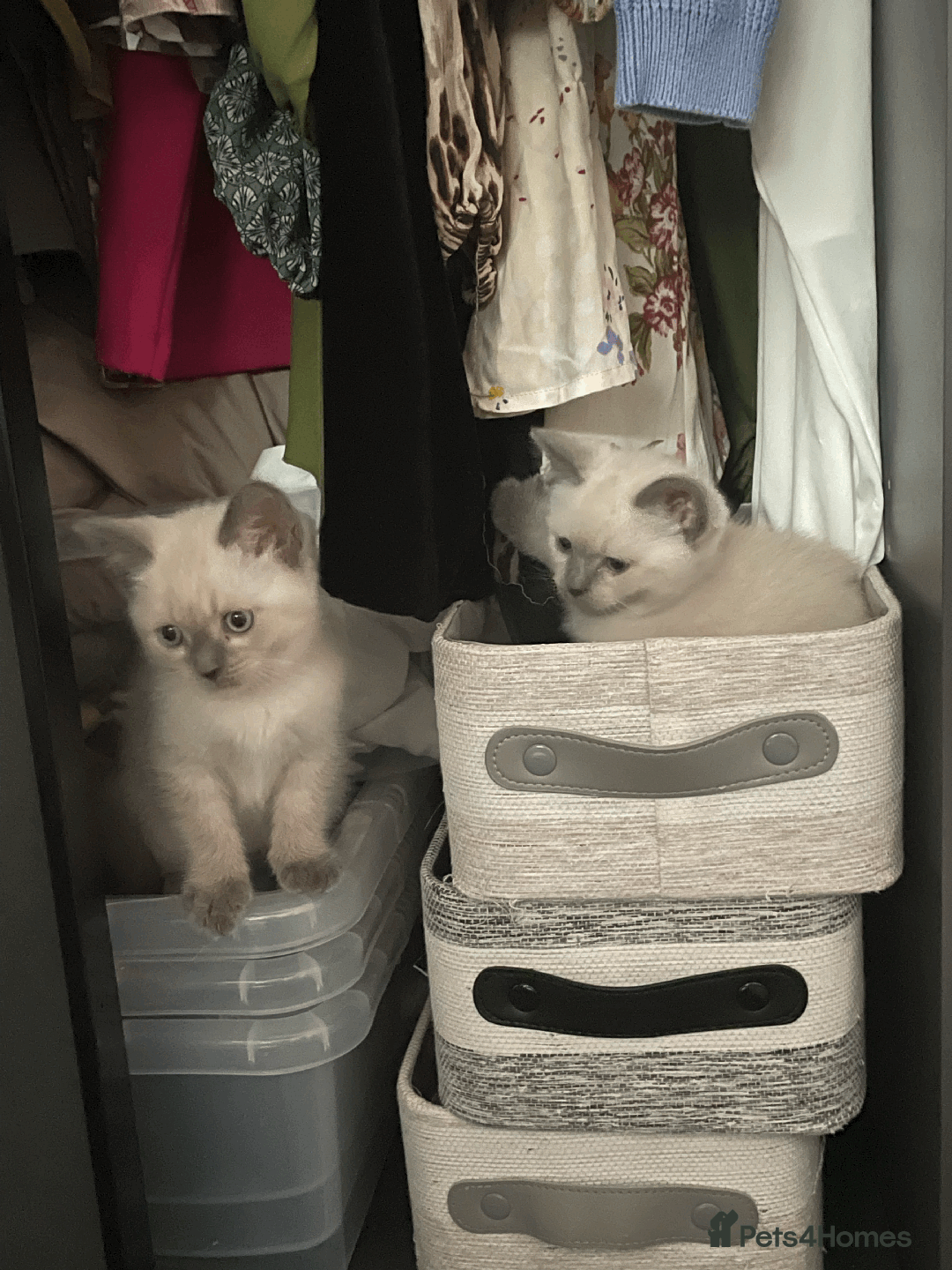 Ragdoll cats for sale: RAGDOLL x BSH KITTENS - Image 9