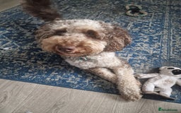 Miniature Poodle dogs for stud: Gorgeous Chocolate Merle Miniature Poodle - Image 2