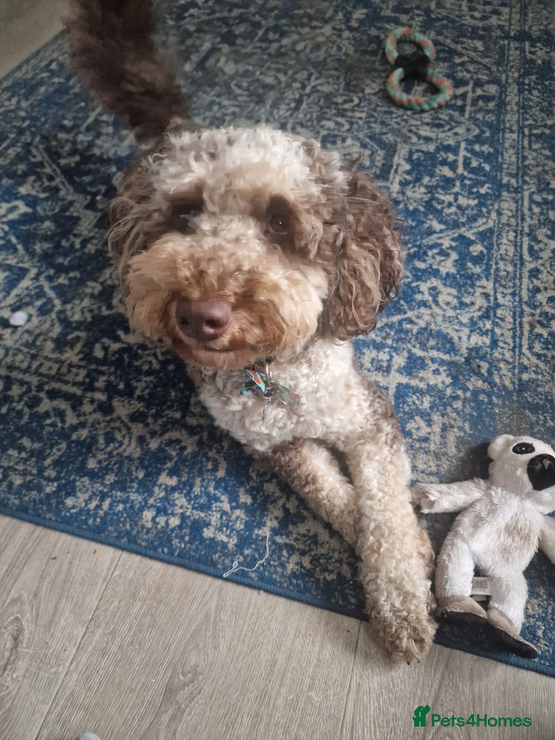 Miniature Poodle dogs for stud: Gorgeous Chocolate Merle Miniature Poodle - Image 2