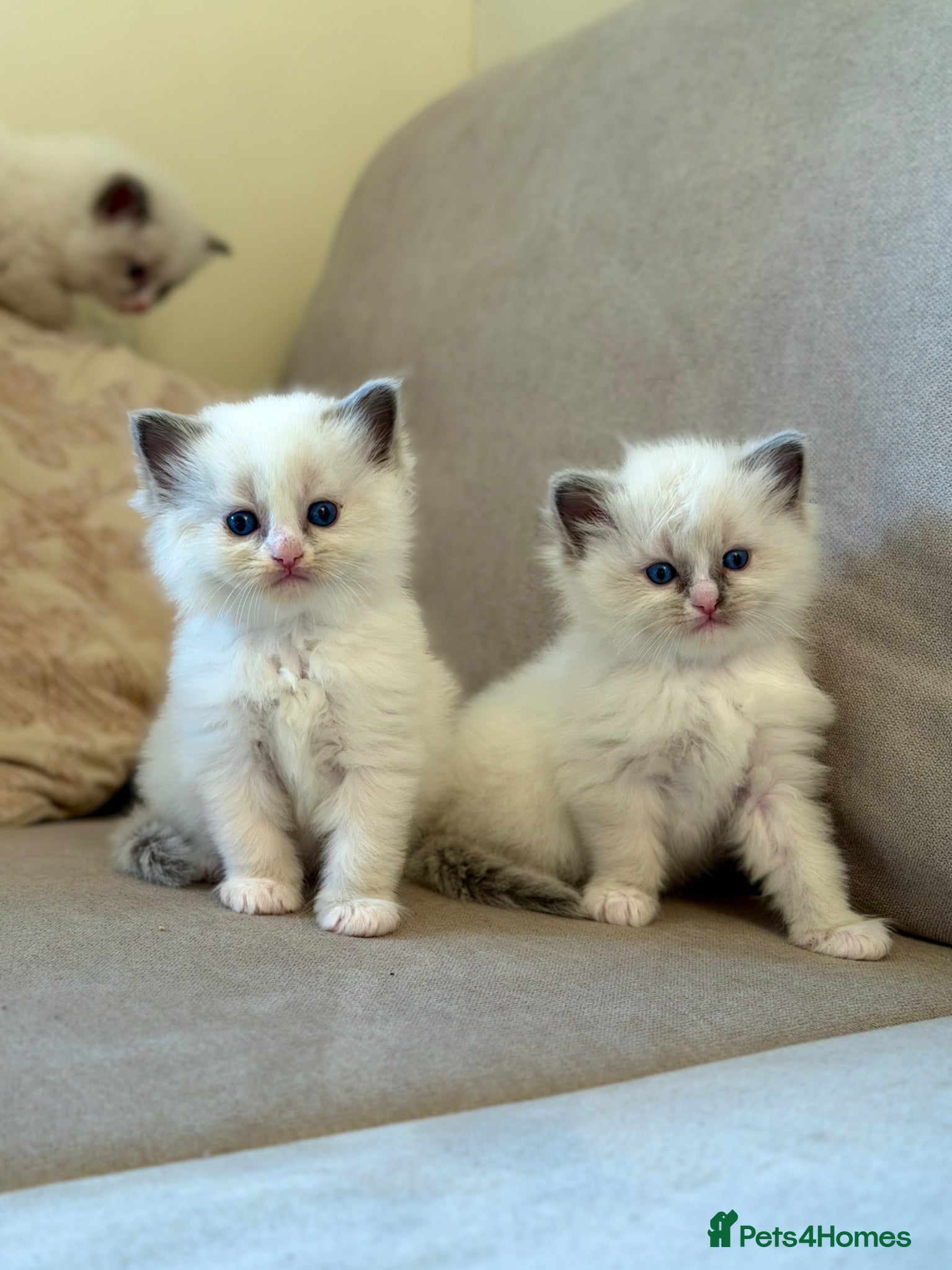 Ragdoll cats Exceptional Quality Ragdoll Kittens  - Advert 17