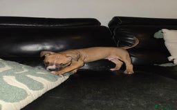 Mixed Breed dogs for sale: Pocket bully's  - Image 4