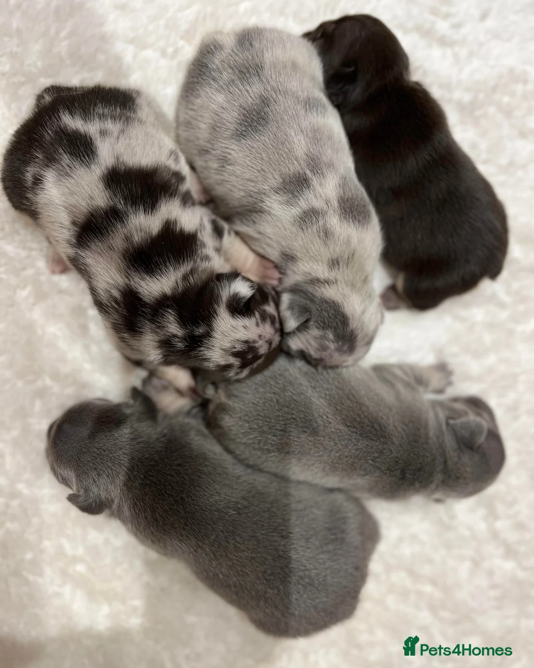 French Bulldog dogs for stud: Lilac tan merle in Sheffield - Advert 27