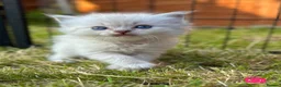 Ragdoll cats for sale: Blue Lynx Ragdoll kittens - Advert 18