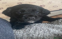 Sprocker dogs for sale: Gorgeous F1 health tested Sprockers  - Advert 20