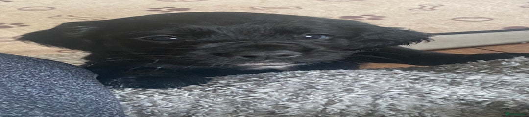 Purple/black collar-black pup