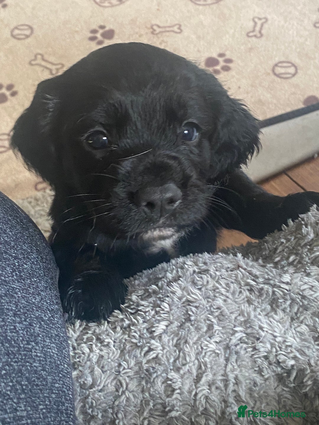 Sprocker dogs for sale: Gorgeous F1 health tested Sprockers  - Advert 20