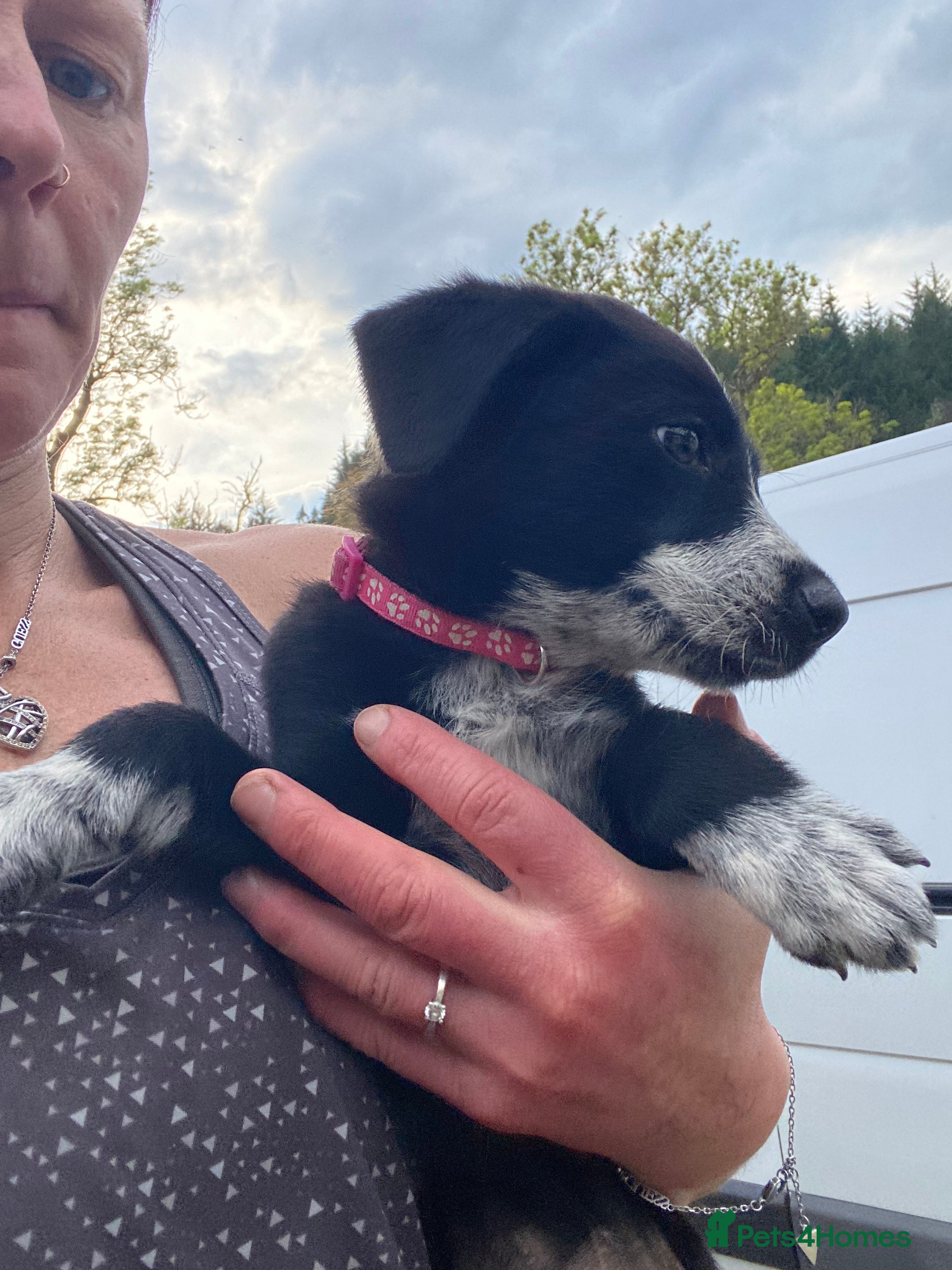 Mixed Breed Puppy 6
