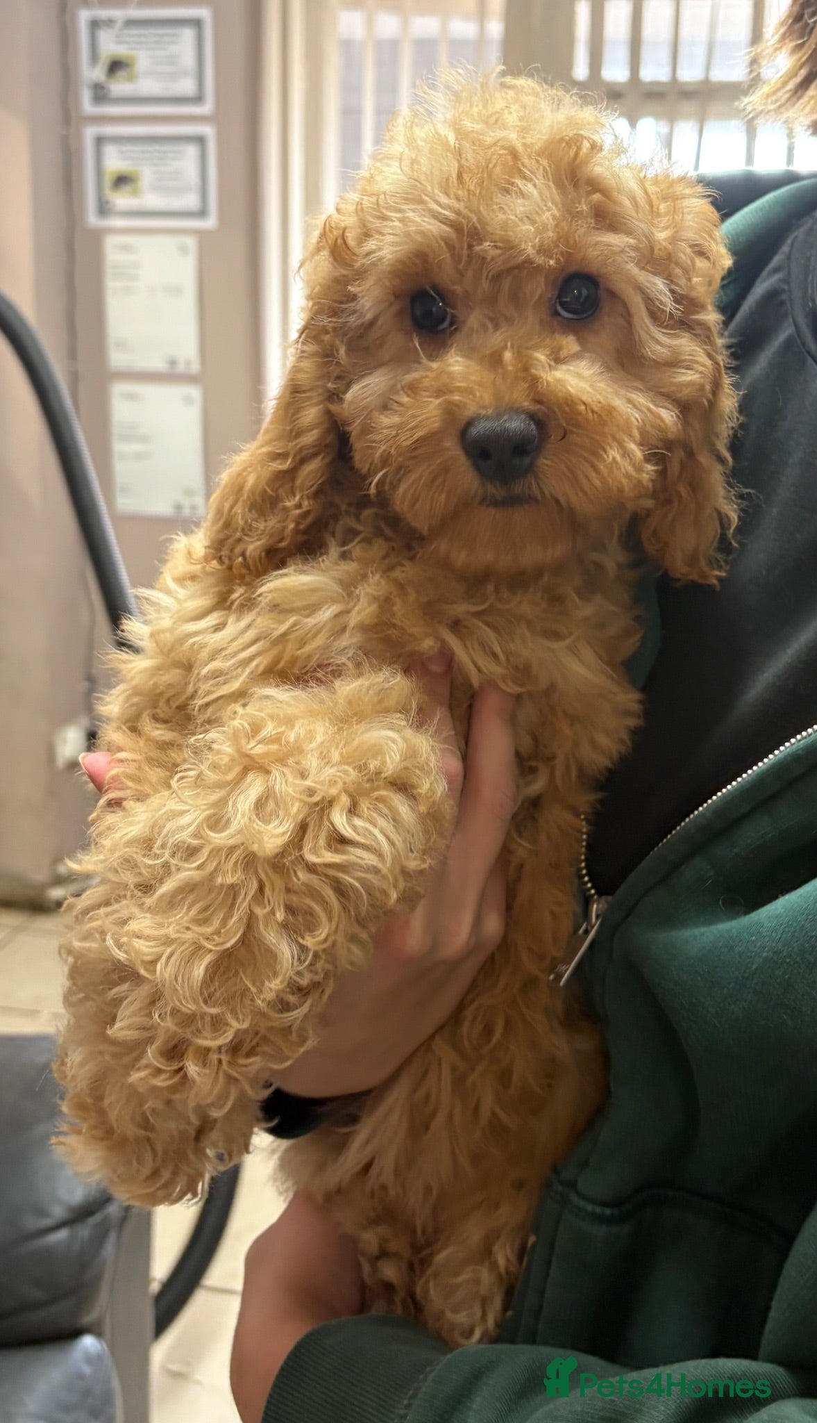 Cockapoo dogs Ready Now Fully Vaccinated Miniature F1B Cockapoo  - Advert 2