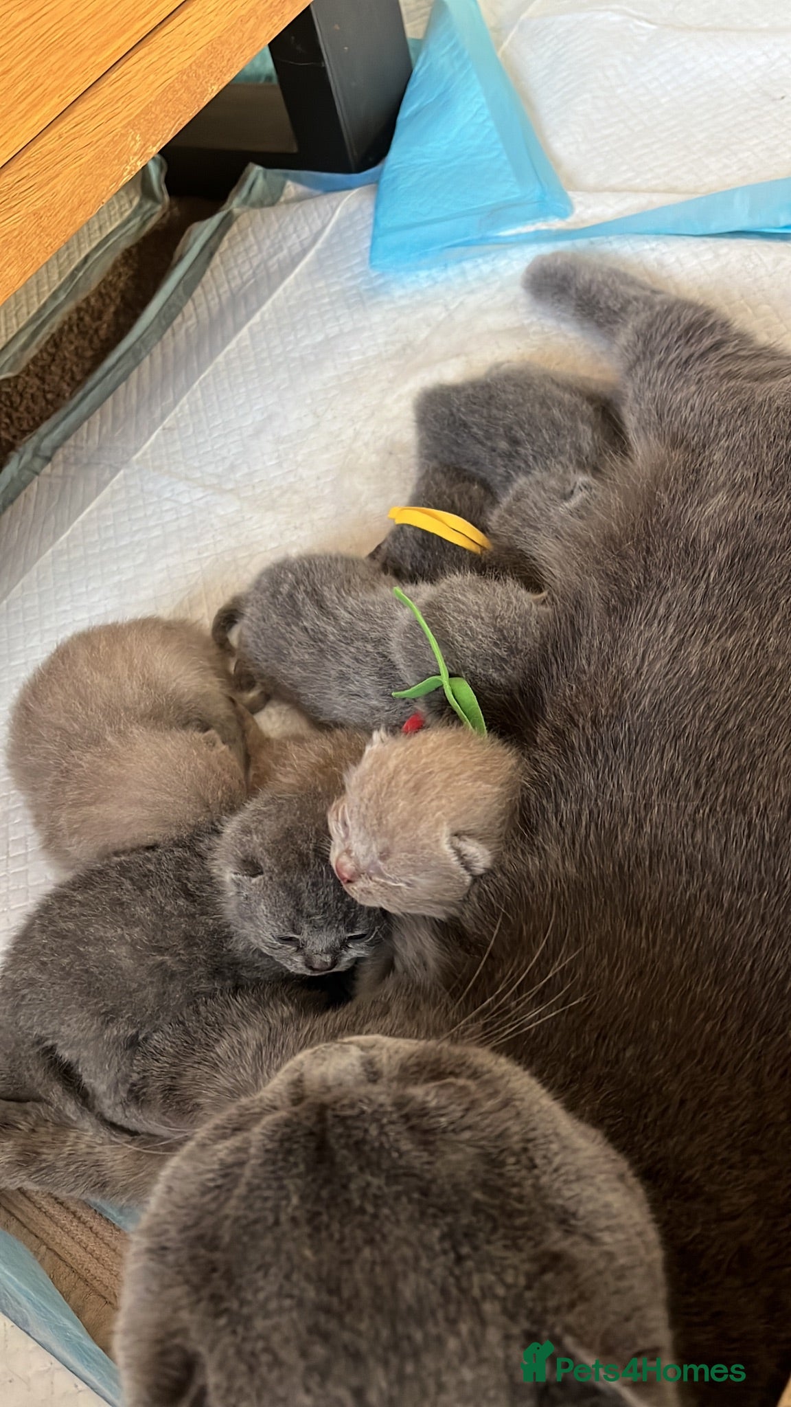 British Shorthair cats 🐾Beautiful British Shorthair Kittens🐾 - Advert 2