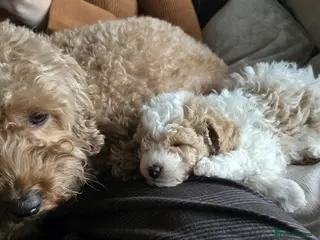 Cavapoo dogs Beautiful Male Cavapoo Puppy - Advert 2