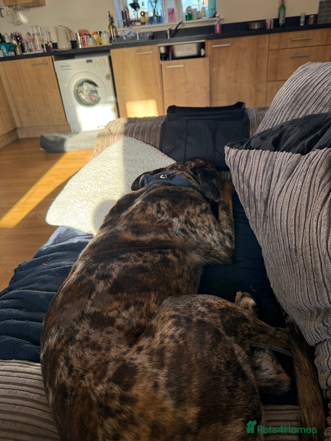 Mixed Breed dogs for sale: Urgent re home  - Advert 3