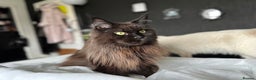 Maine Coon cats for sale: Male maine coon needs home - Advert 4