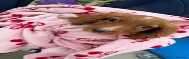 Cocker Spaniel 2