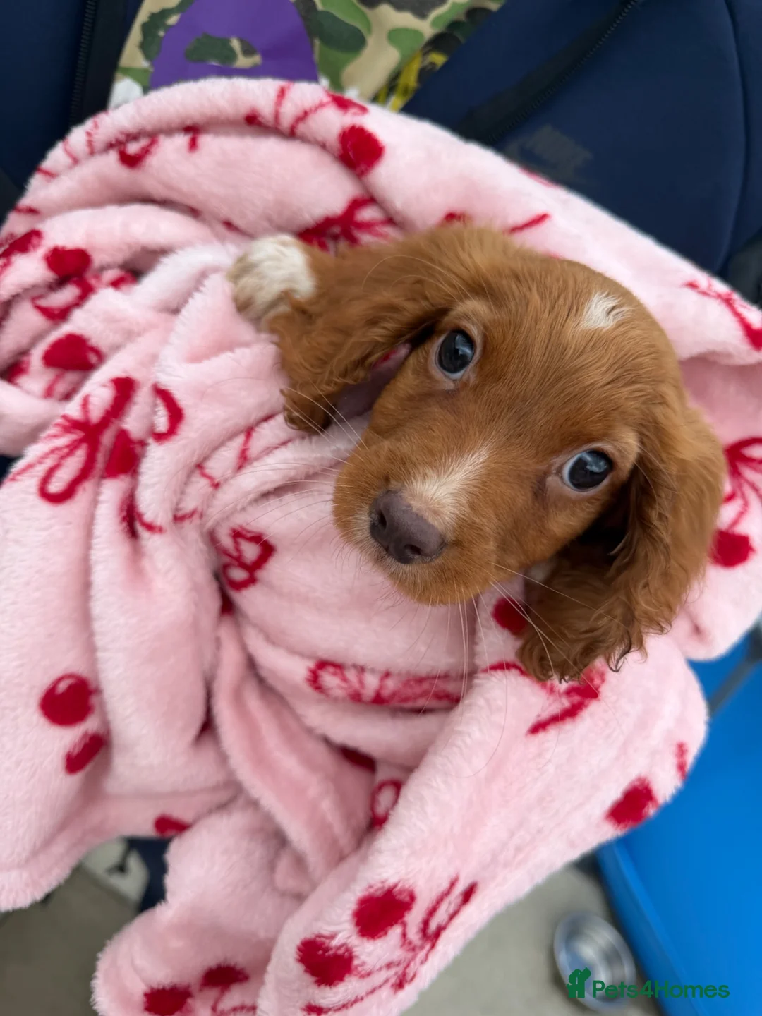 Cocker Spaniel dogs for sale: Working male cocker spaniel puppy - Advert 2