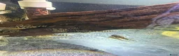 Plecos fish for sale: L236RB / Yellow Plecos  in Doncaster - Advert 3