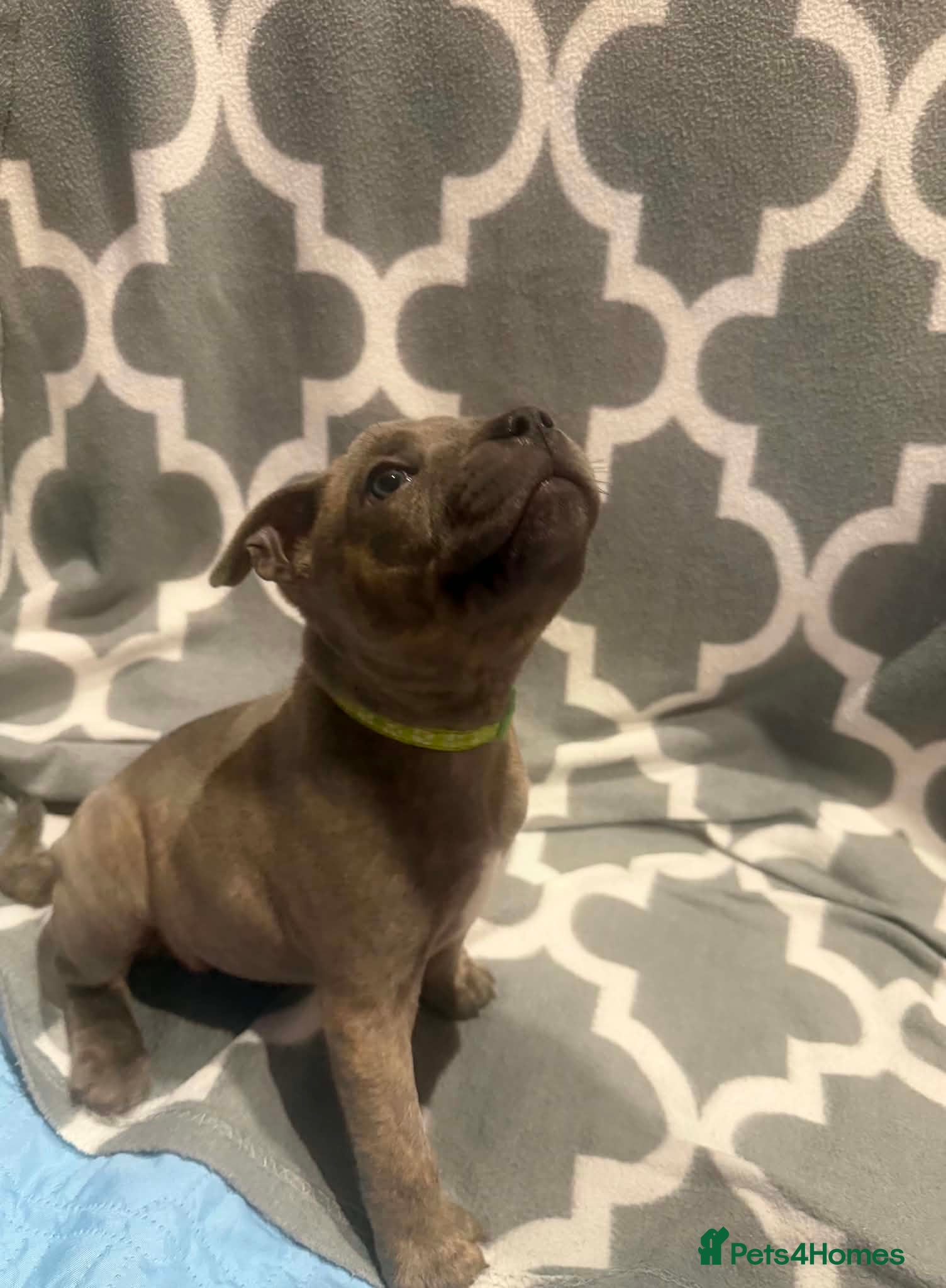 Staffordshire Bull Terrier dogs Adorable KC registered blue staffy puppies  - Advert 2