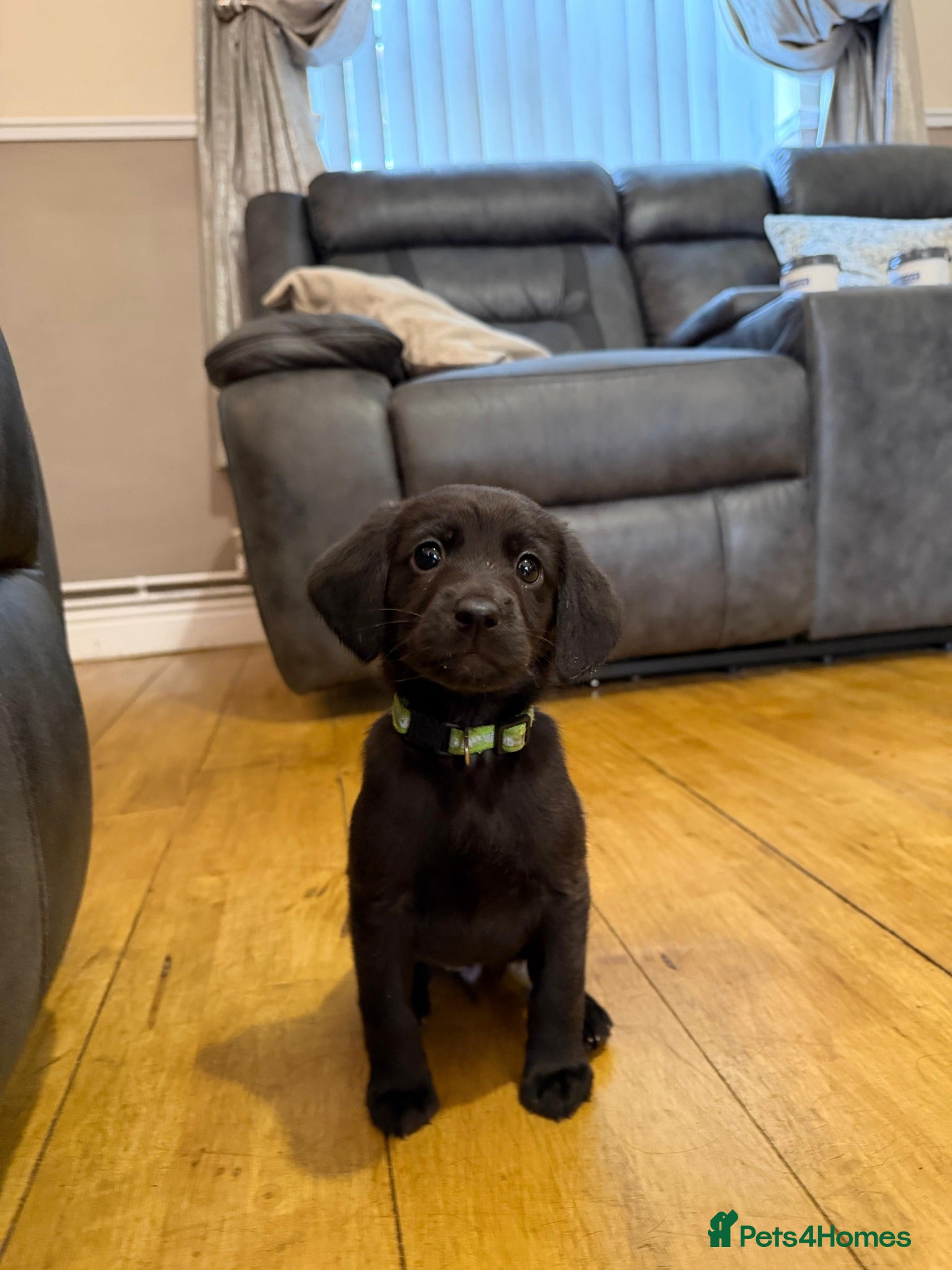 Mixed Breed dogs Gorgeous Labrador cross pups - Advert 17