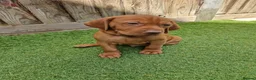 Hungarian Vizsla dogs for sale: Hungarian Vizsla Puppies KC Registered - Advert 16