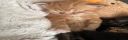Mixed Breed cats for sale:  Stunning, Friendly & Confident Kittens - Advert 9