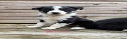 Border Collie dogs for sale: Border Collie Puppies for sale  - Advert 12