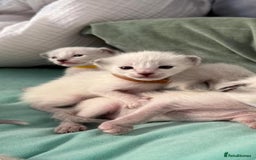 Ragdoll cats for sale: Ragdoll x Oriental kittens  - Image 6