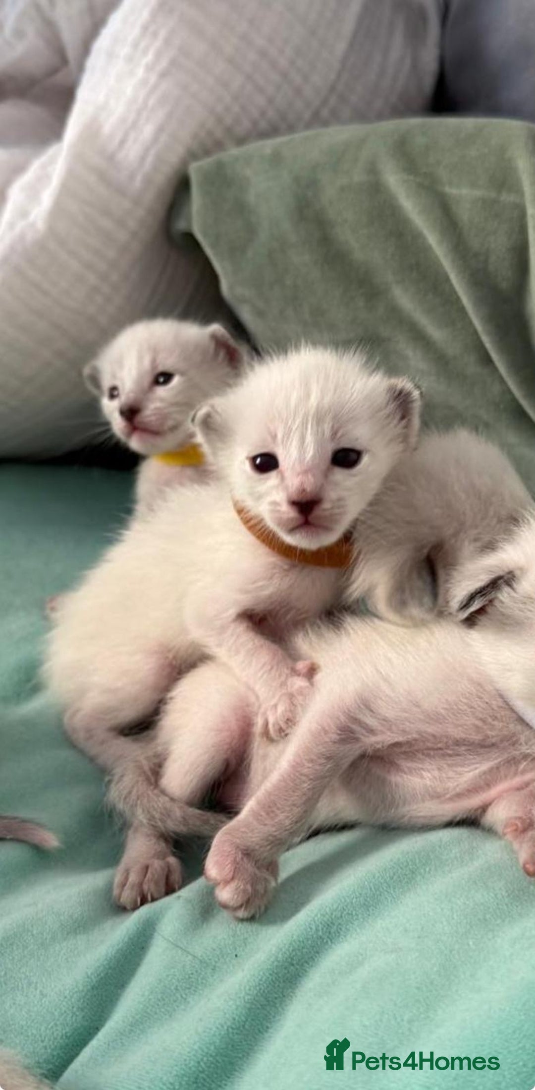 Ragdoll cats for sale: Ragdoll x Oriental kittens  - Image 6