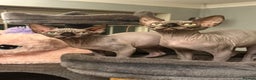 Sphynx cats for sale: EmaidacanadianSphinx - Advert 13