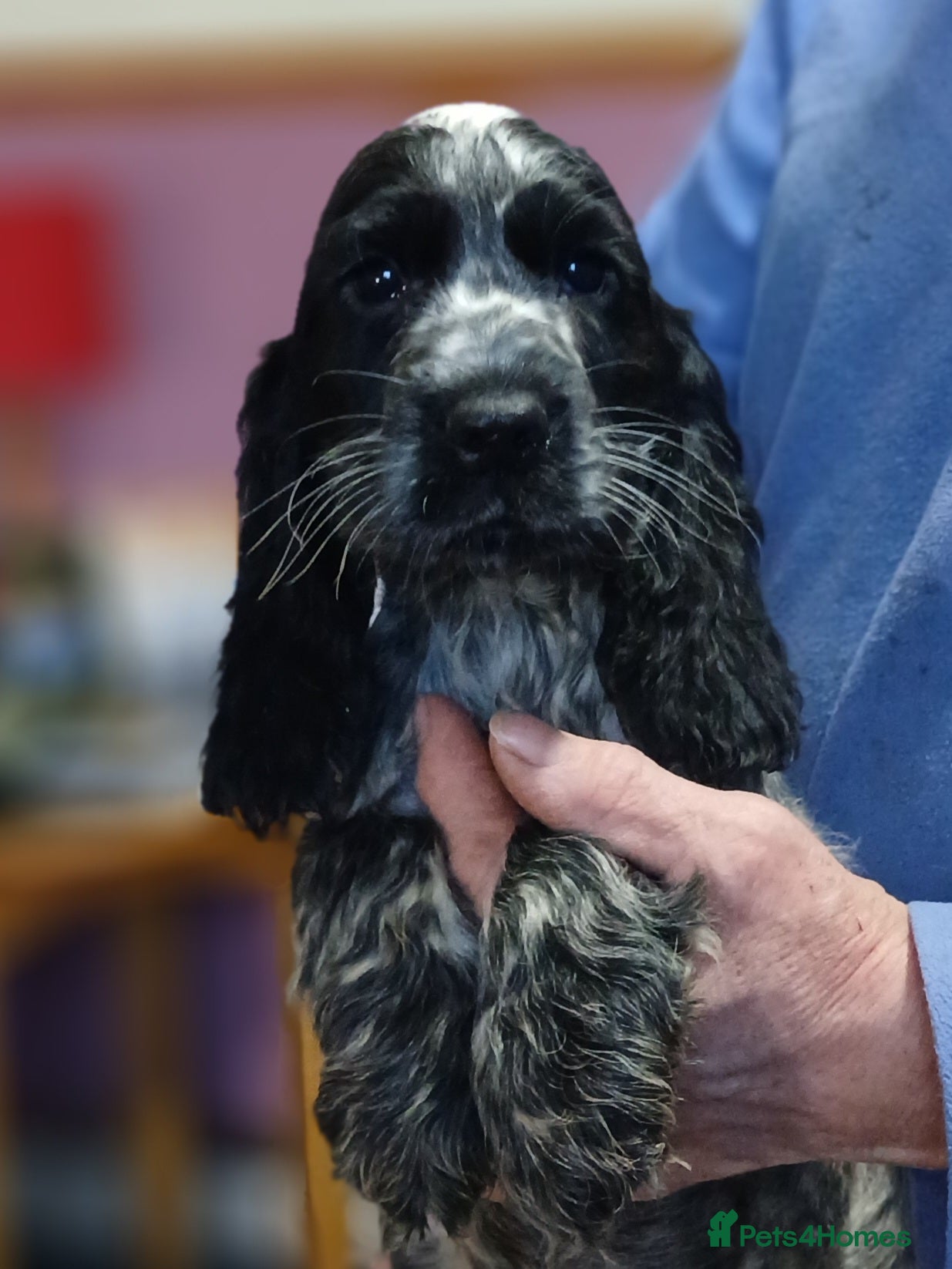 Cocker Spaniel dogs   Show Cocker Spaniels KC reg. - Advert 5