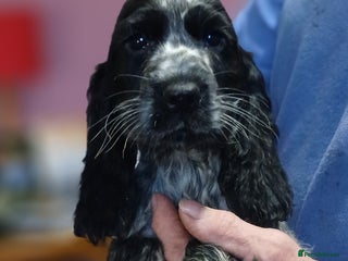 Cocker Spaniel dogs Show Cocker Spaniels KC reg. - Advert 4