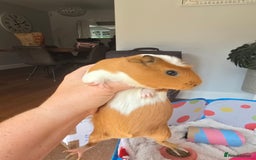 Guinea Pig rodents for sale: 2 sister guinea pigs with hutch  - Image 2
