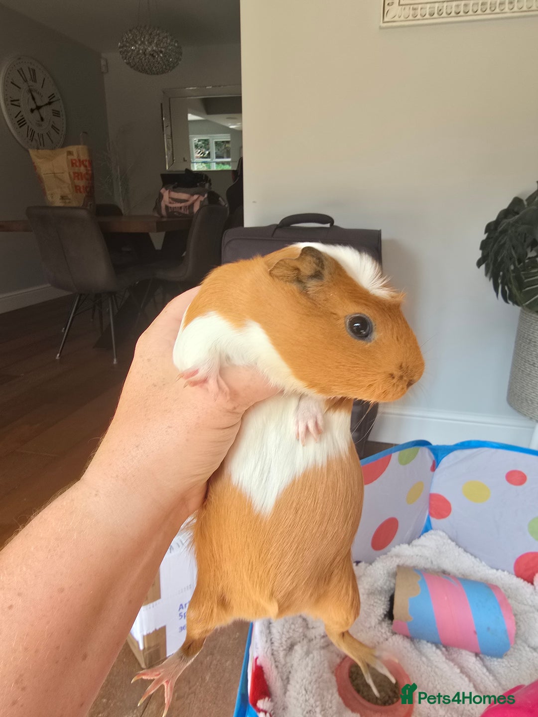 Guinea Pig rodents for sale: 2 sister guinea pigs with hutch  - Image 2