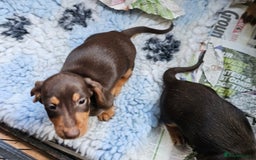 Miniature Dachshund dogs for sale: 4 beautiful wire haired daschunds  - Image 3