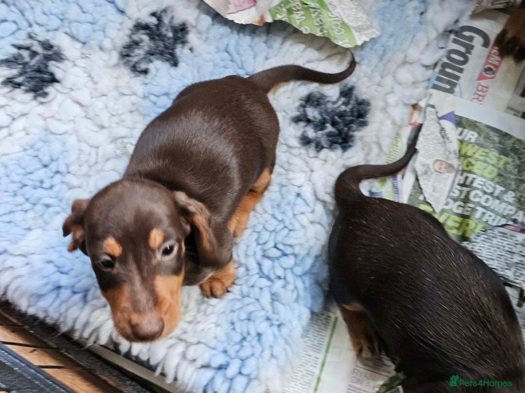 Miniature Dachshund dogs for sale: 4 beautiful wire haired daschunds  - Image 3