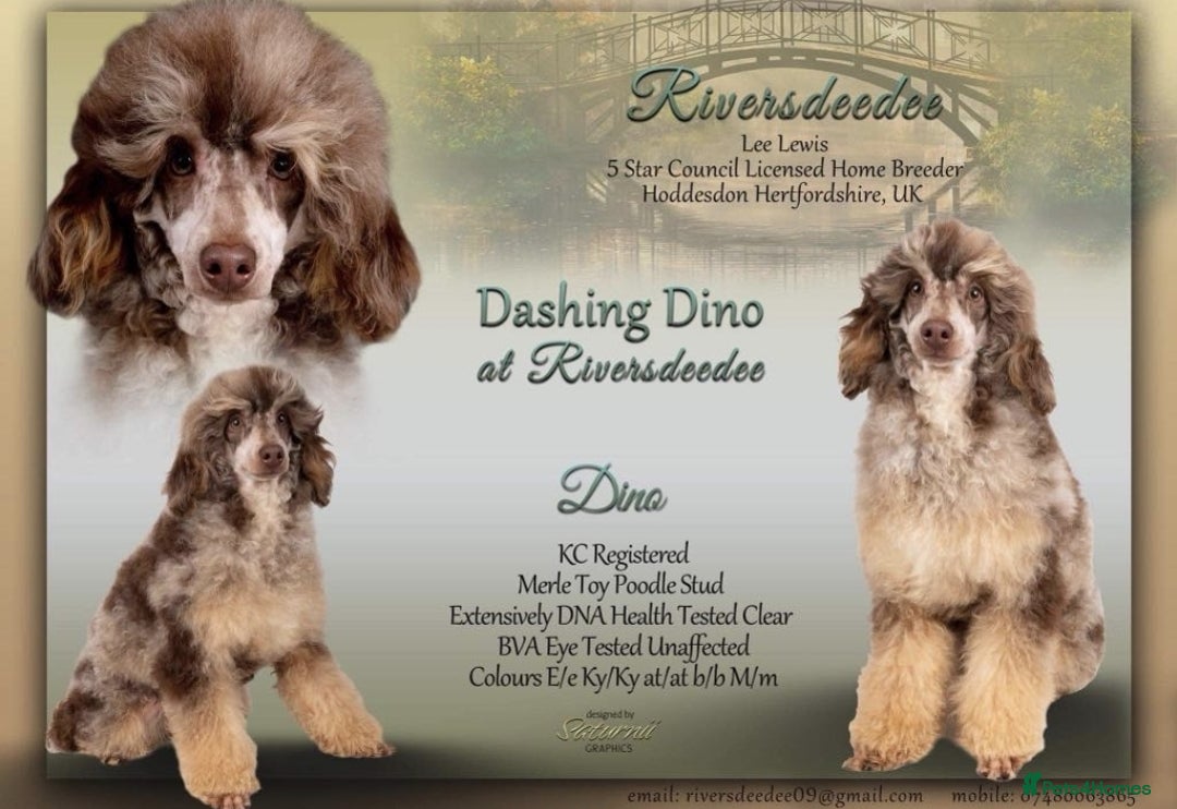 Mixed Breed dogs for sale: F1b health tested Rottiepoo puppies - Advert 4