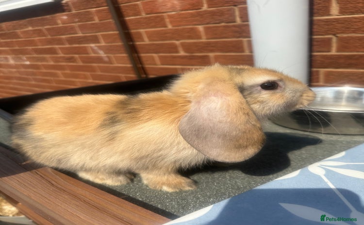Mini Lop rabbits - Advert 3