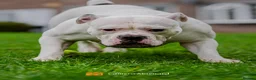 Olde English Bulldogge dogs for sale: Beautiful friendly best dog ever needing new home in Chesterfield - Advert 2