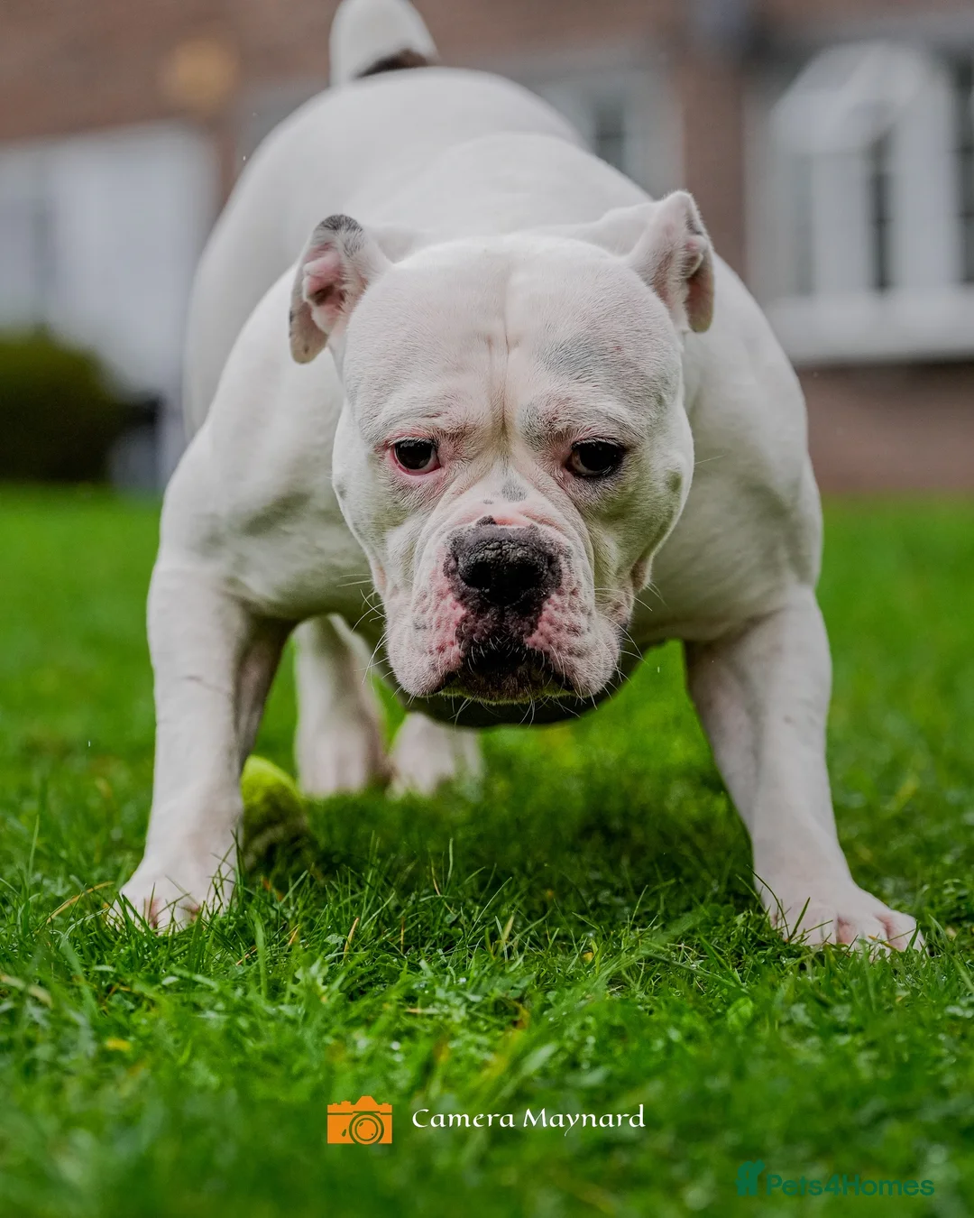 Olde English Bulldogge dogs for sale: Beautiful friendly best dog ever needing new home in Chesterfield - Advert 2