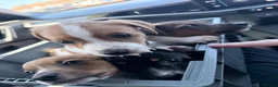 Jack Russell dogs for sale: Jack Russel puppy’s  in Enfield - Advert 13