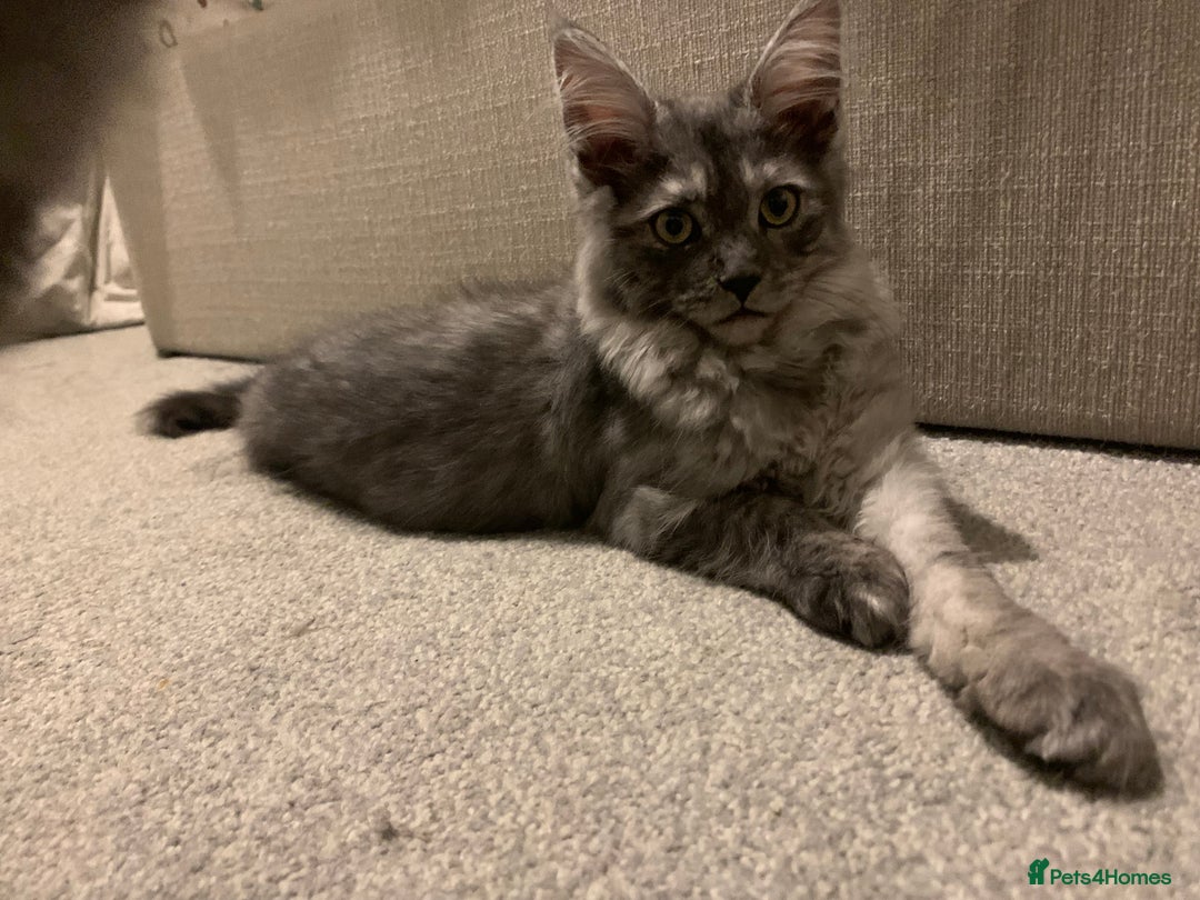Maine Coon cats for sale: Stunning championship Maine coons for sale - Advert 23