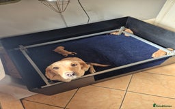 Labrador Retriever dogs for sale: Beautiful boy - Image 4