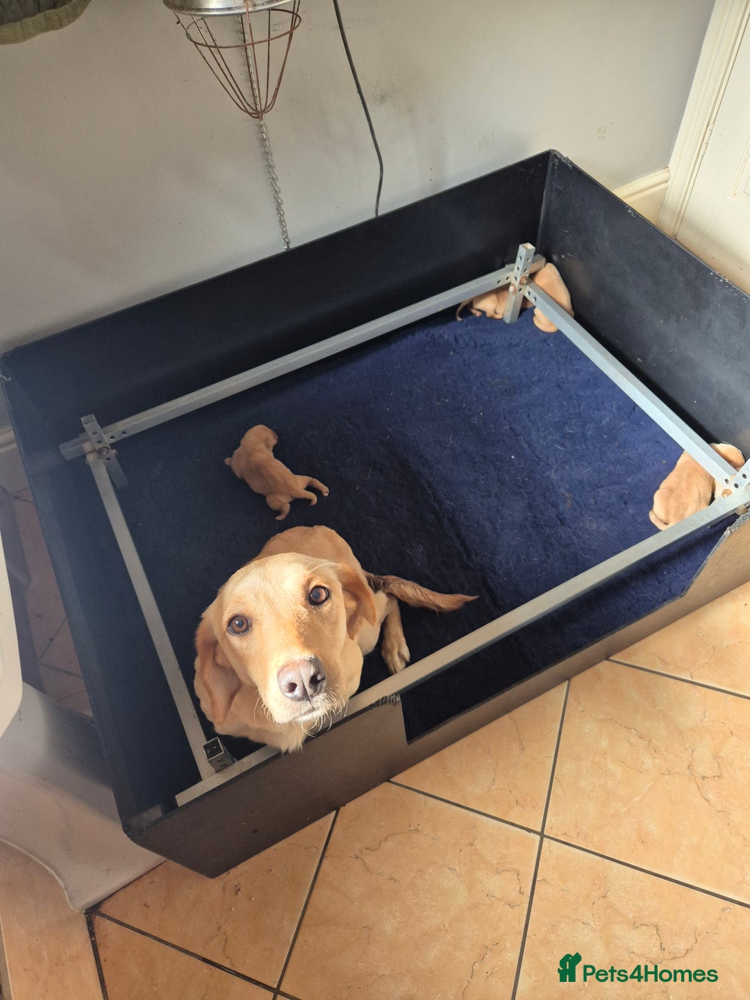Labrador Retriever dogs for sale: Beautiful boy - Image 4