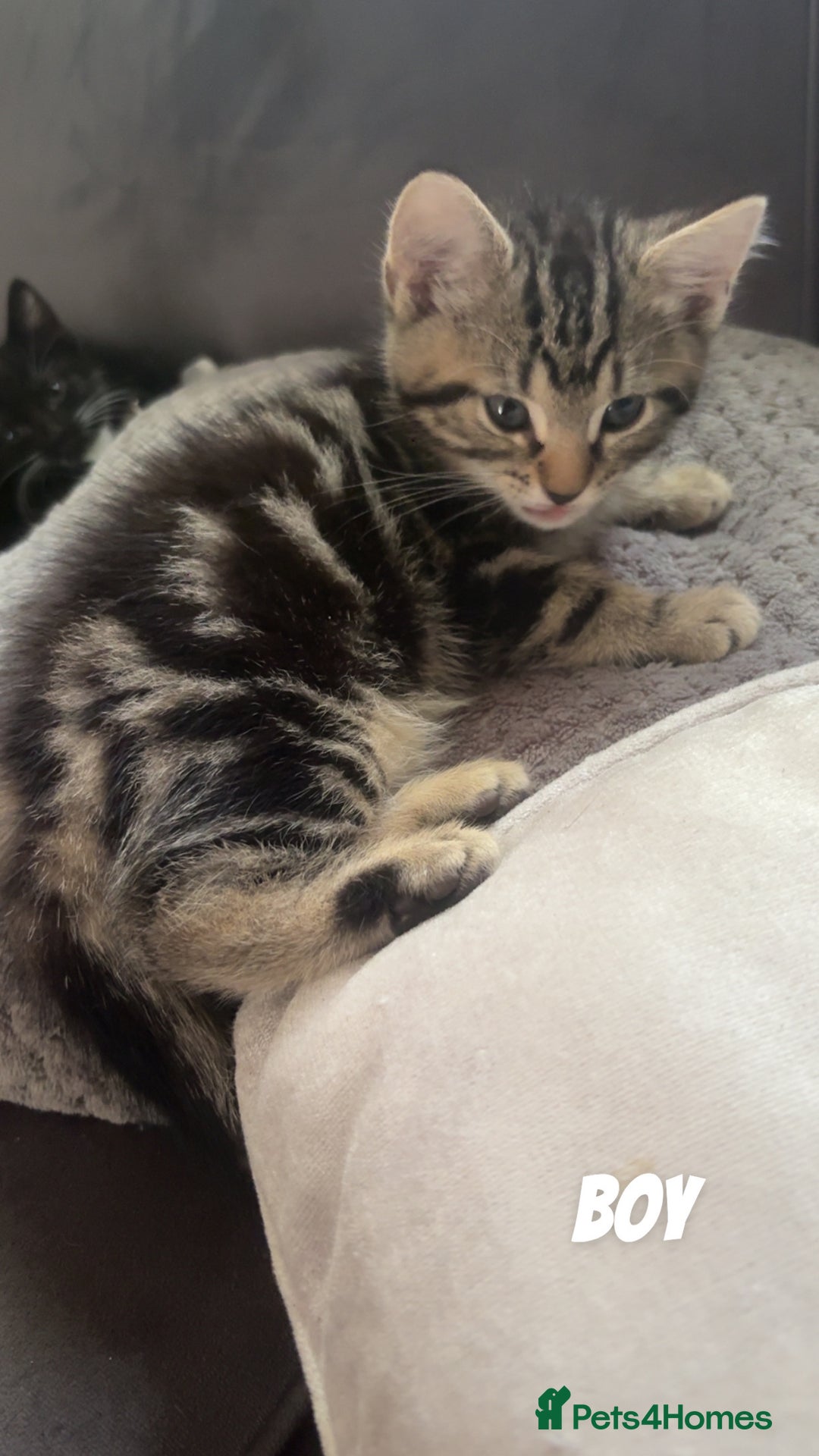 Mixed Breed cats for sale: Mixed breed  - Image 10