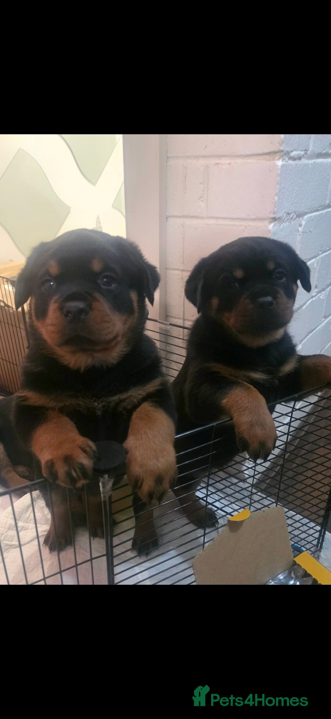 Rottweiler dogs Kc rottweiler viewing welcom. - Advert 14