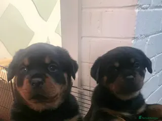 Rottweiler dogs Kc rottweiler viewing welcom. - Advert 14