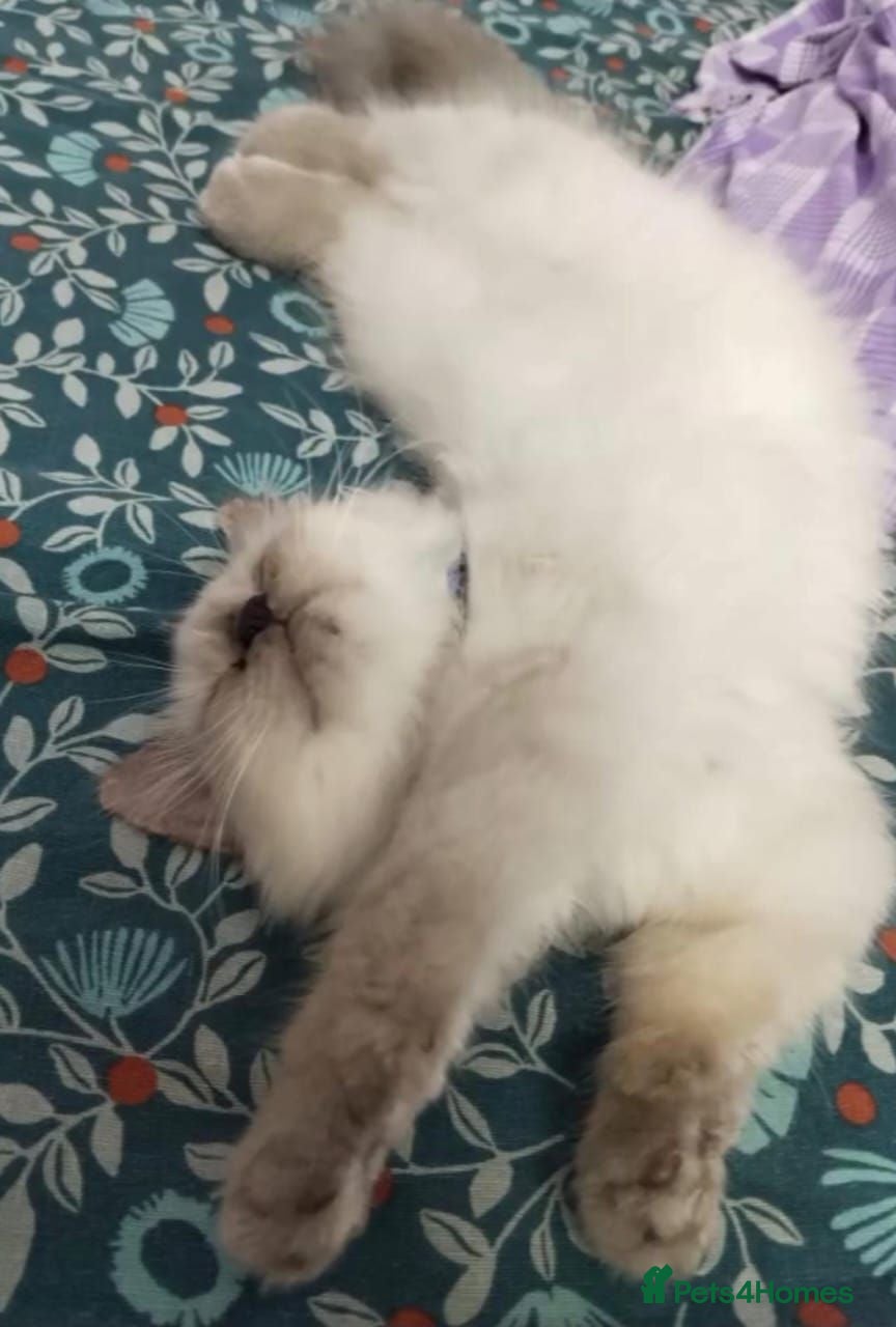 Mixed Breed cats Dillu lovely cat - Advert 4