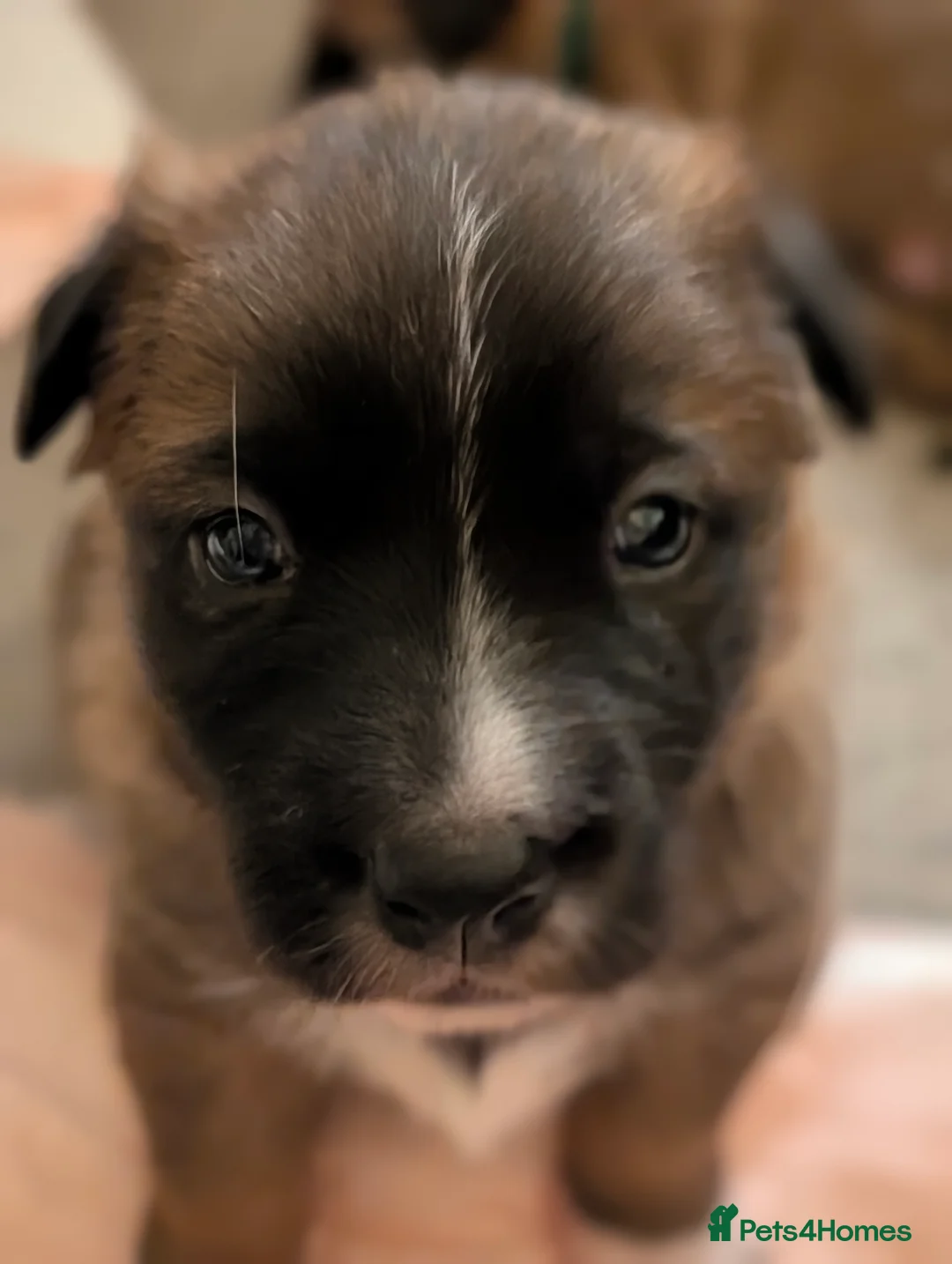 Mixed Breed dogs for sale: Belgian Malinois x Border Collie Pups Malincollie - Advert 15